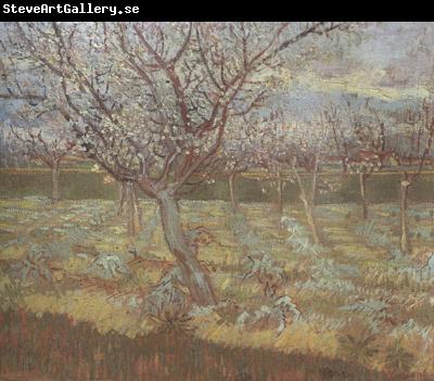 Vincent Van Gogh Apricot Trees in Blossom (nn04)